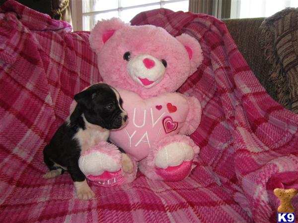 Boxer Puppies
